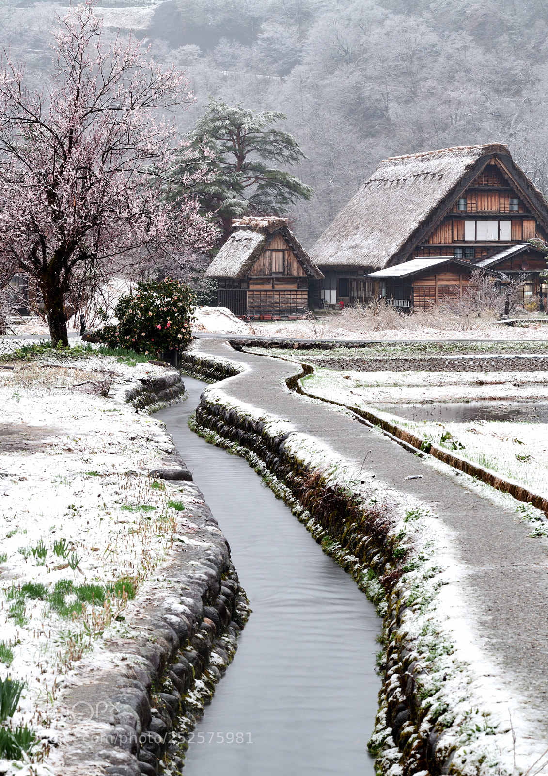 Nikon D850 sample photo. Sakura and snow photography