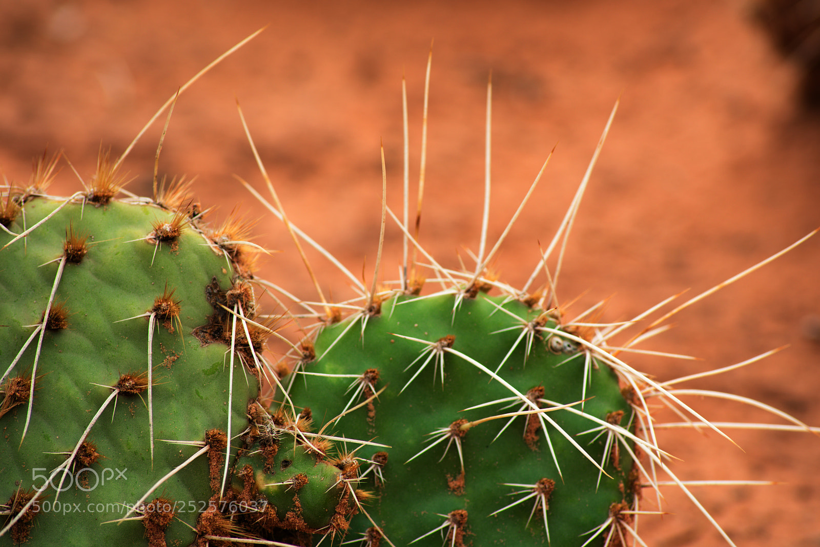 Nikon D810 sample photo. Cactus photography