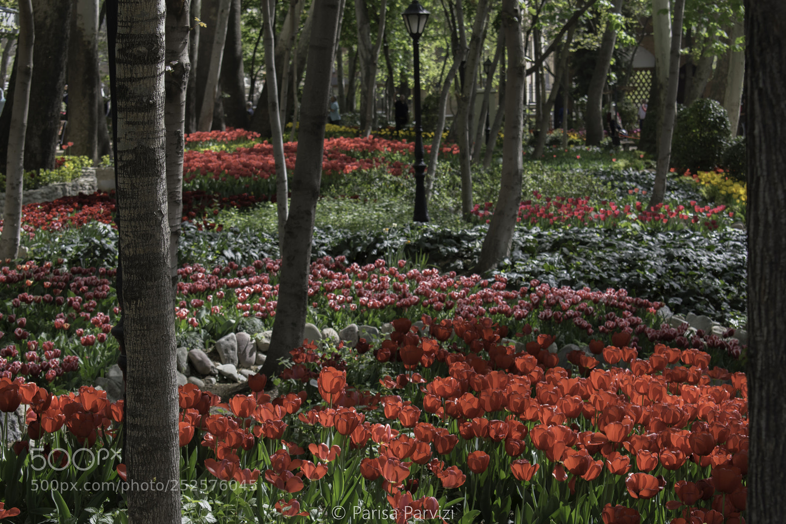 Nikon D5500 sample photo. Iranian garden photography