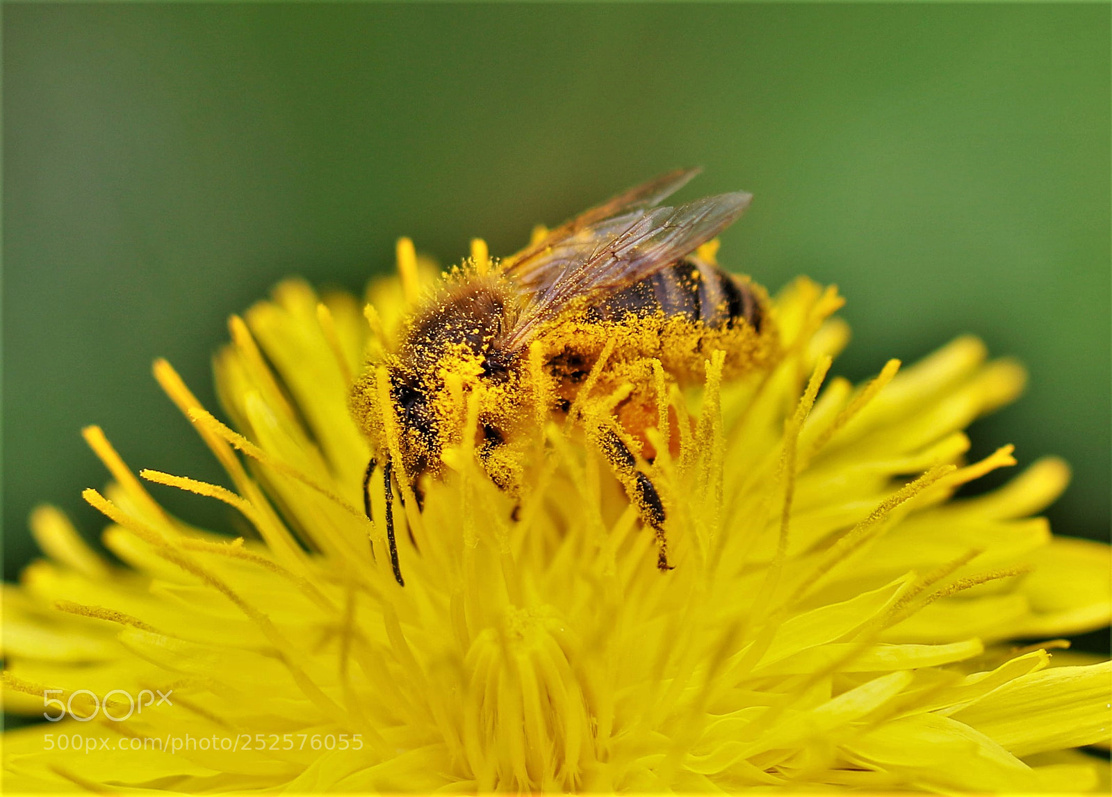 Canon EOS 70D sample photo. Pollen bath photography