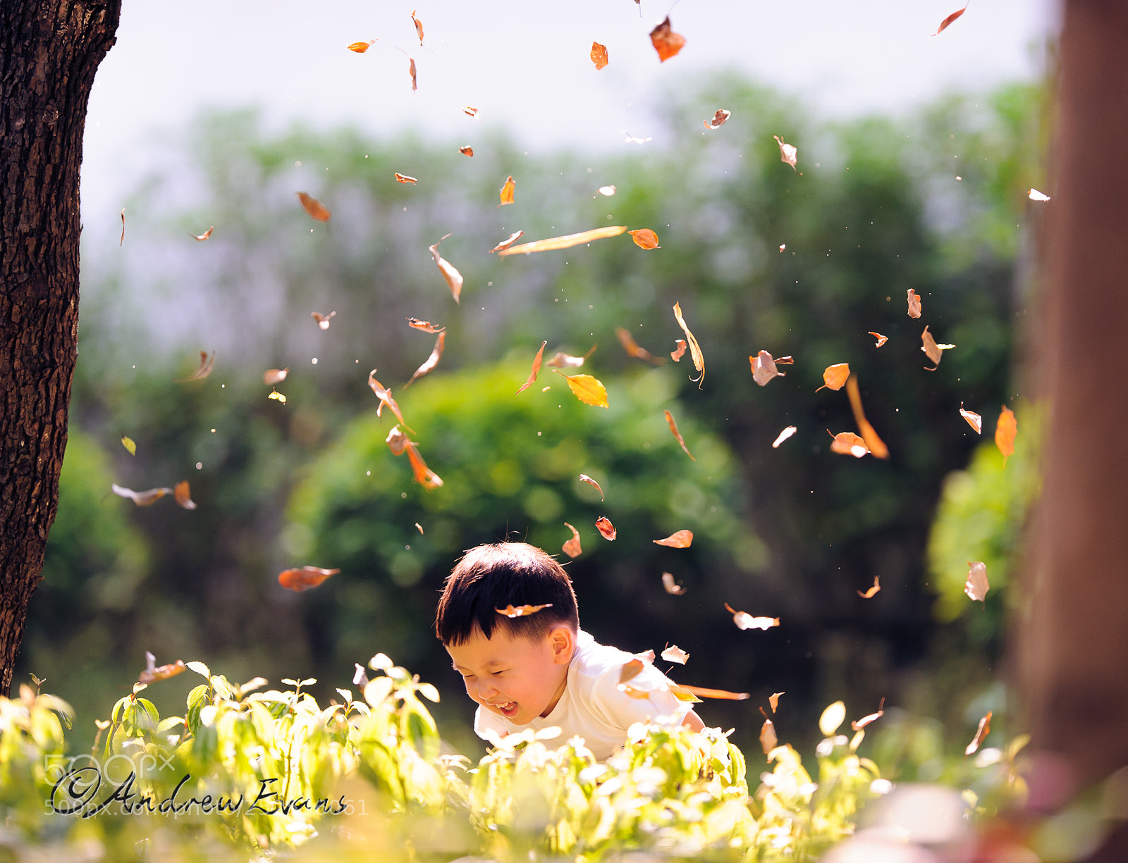 Nikon D3 sample photo. It's raining leaves! photography