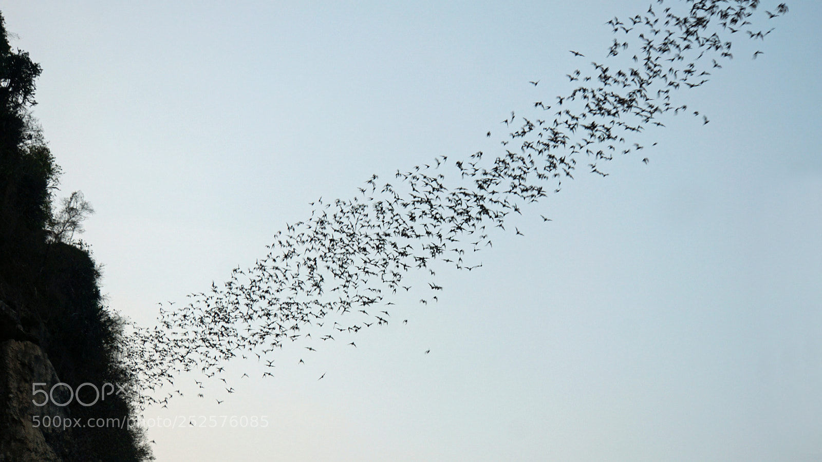Sony a6000 sample photo. Bats flying out of photography