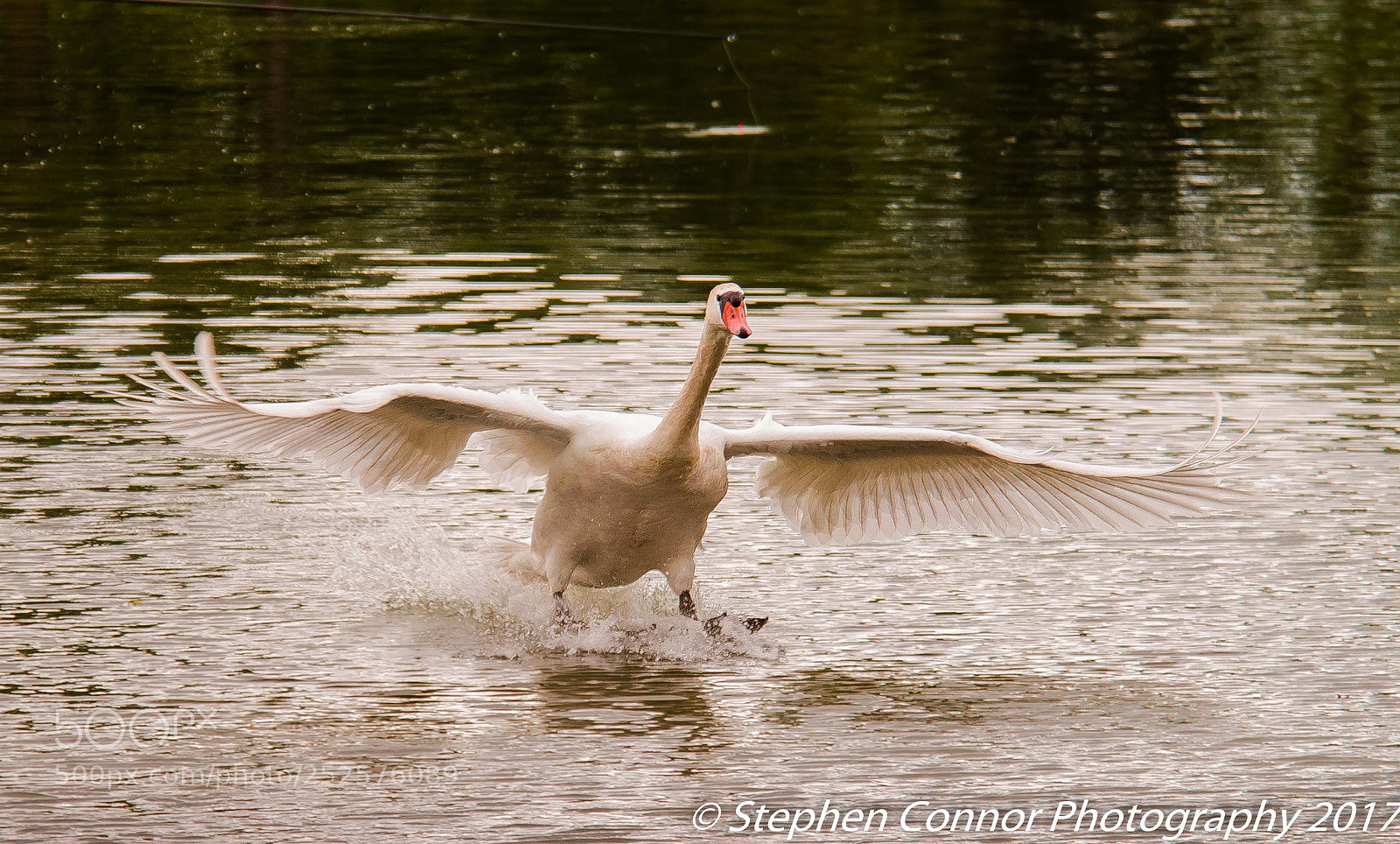 Nikon D600 sample photo. Maver qualifying fishing match photography