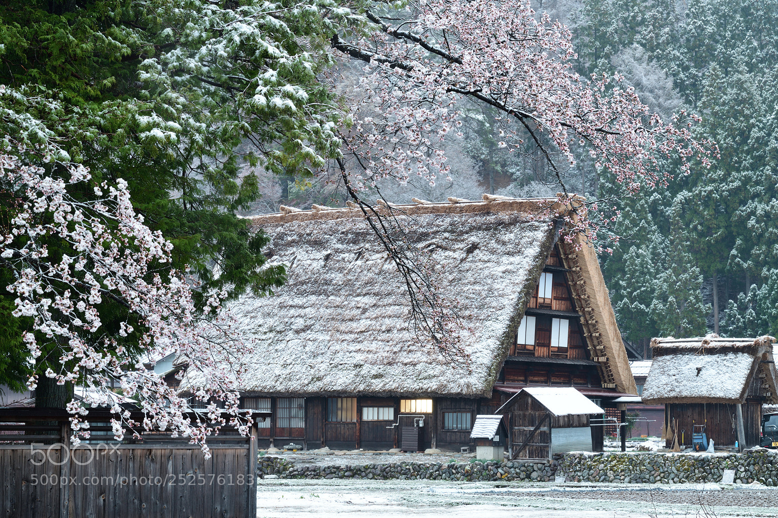 Nikon D850 sample photo. 季節外れの雪 photography