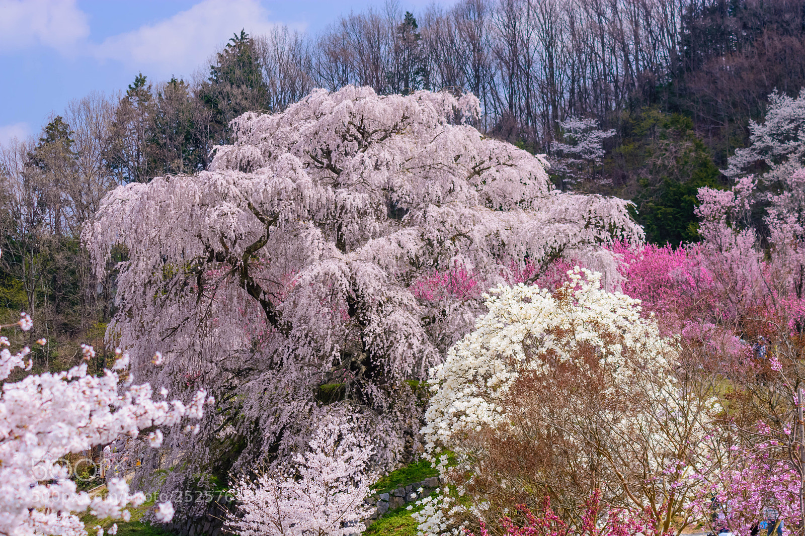 Nikon D5200 sample photo. 又兵衛桜 photography