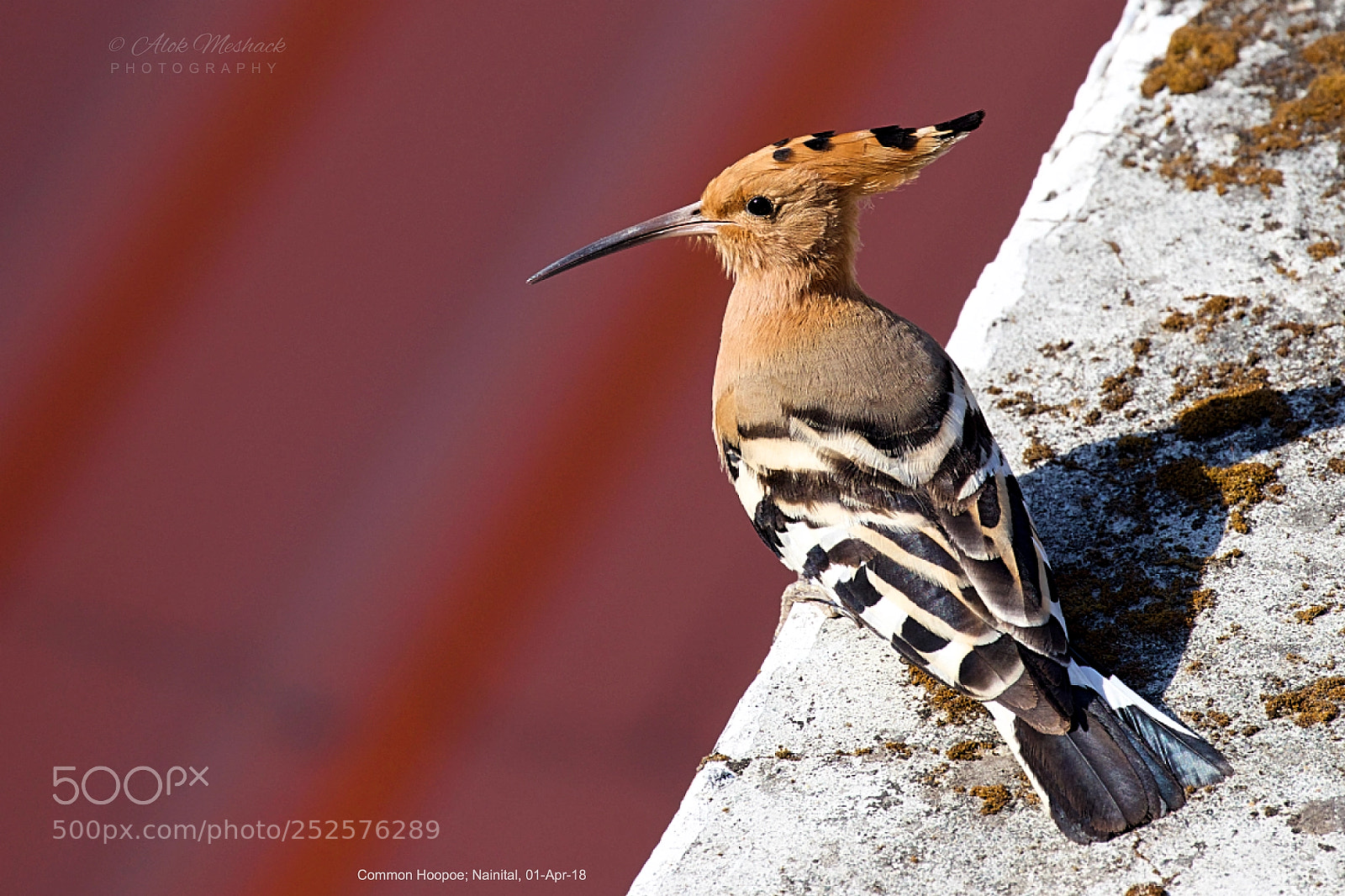 Canon EOS 80D sample photo. Common hoopoe photography