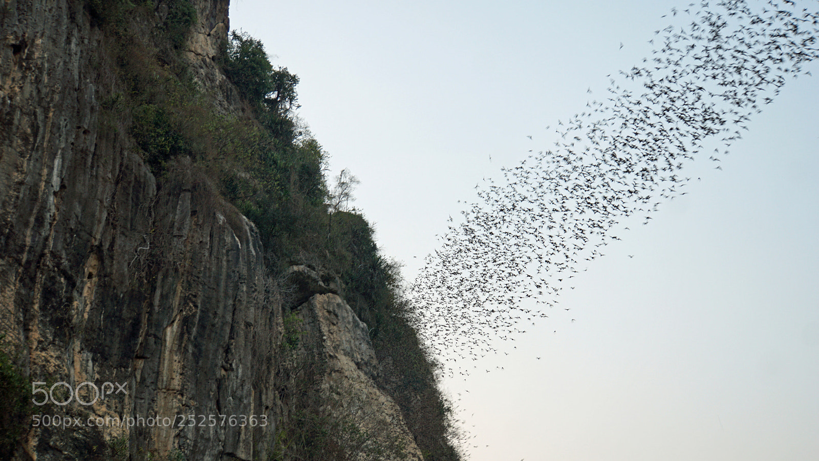 Sony a6000 sample photo. Bats flying out of photography