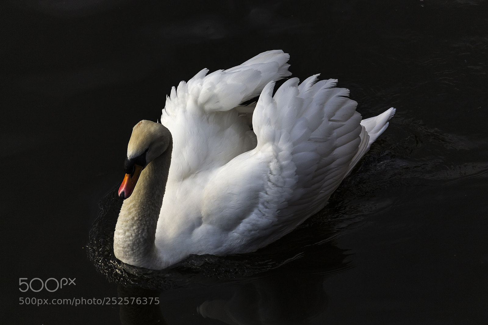 Canon EOS 700D (EOS Rebel T5i / EOS Kiss X7i) sample photo. Swan photography