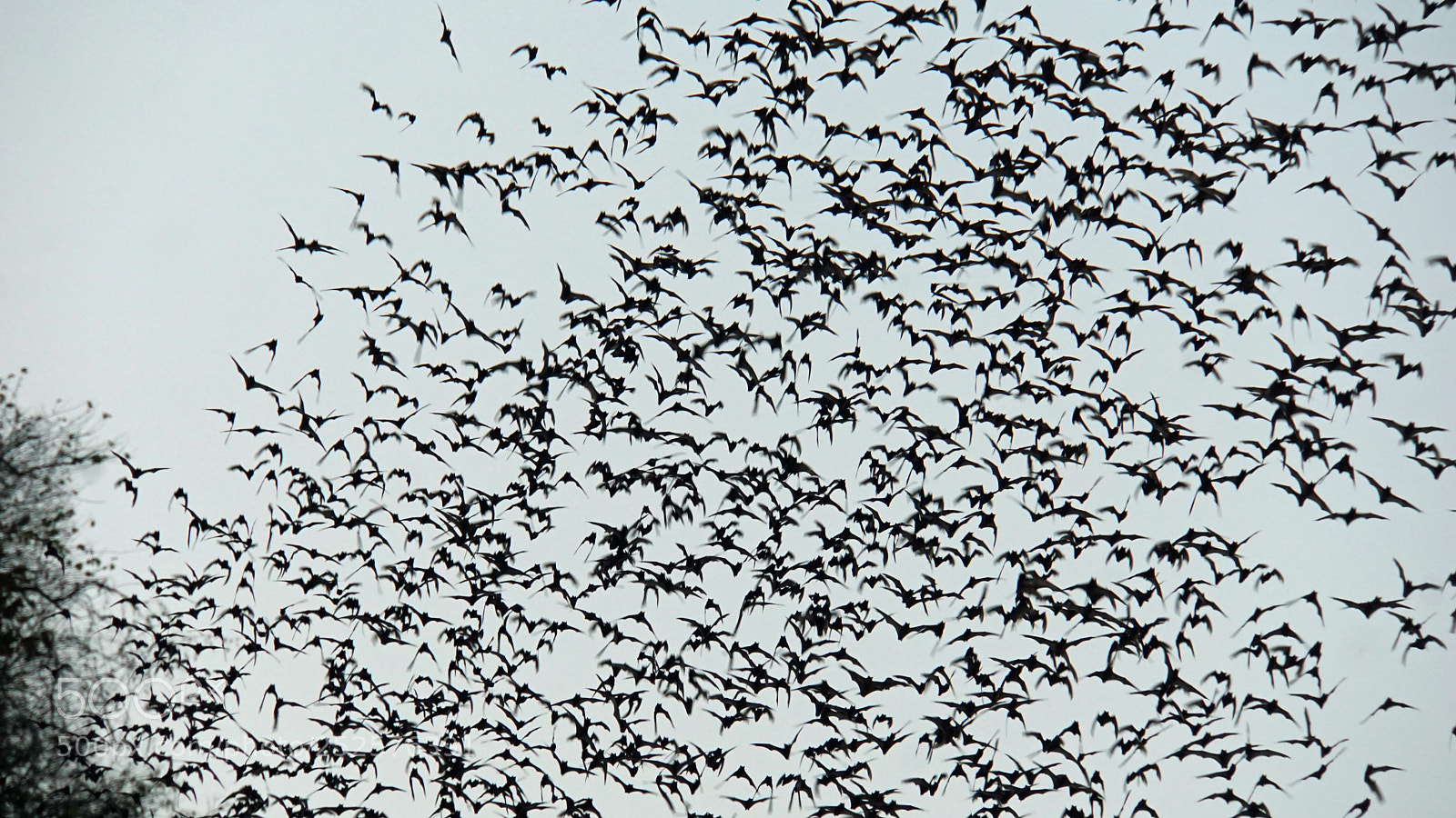 Sony a6000 sample photo. Bats flying out of photography