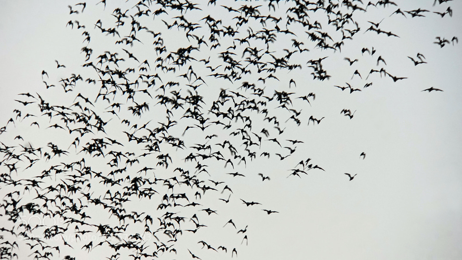 Sony a6000 sample photo. Bats flying out of photography