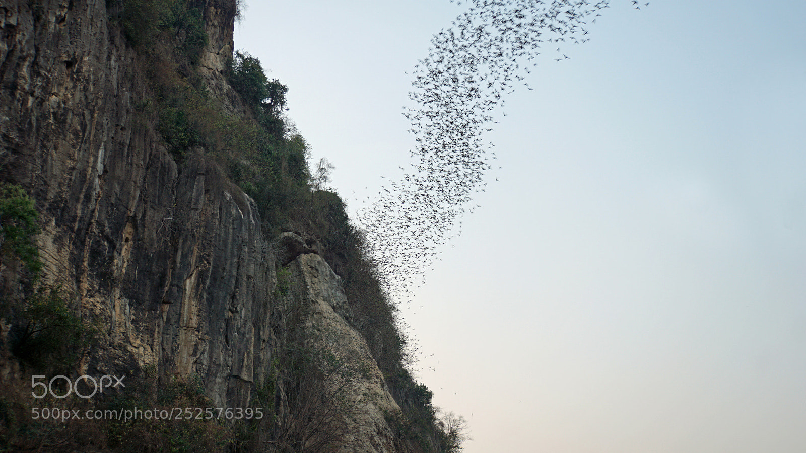Sony a6000 sample photo. Bats flying out of photography