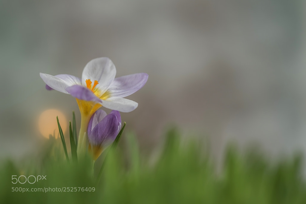 Canon EOS 7D Mark II sample photo. Crocus in the evening photography