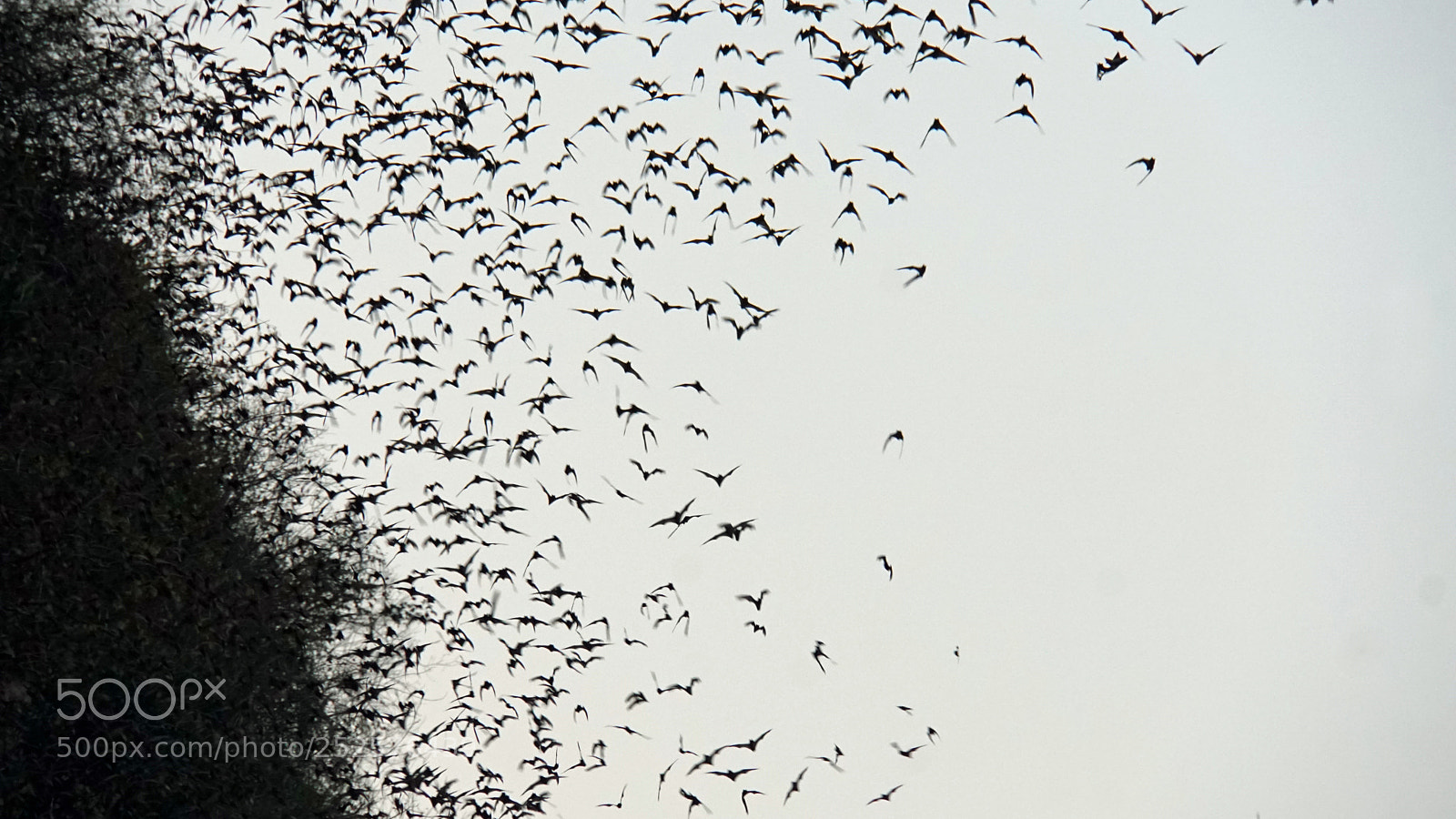 Sony a6000 sample photo. Bats flying out of photography