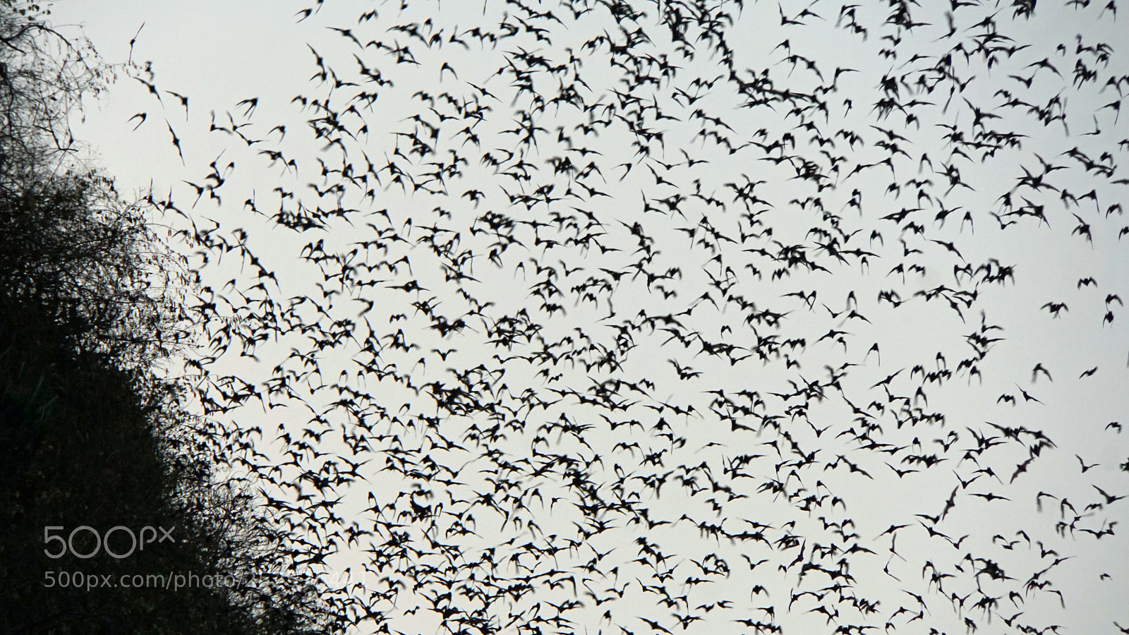 Sony a6000 sample photo. Bats flying out of photography