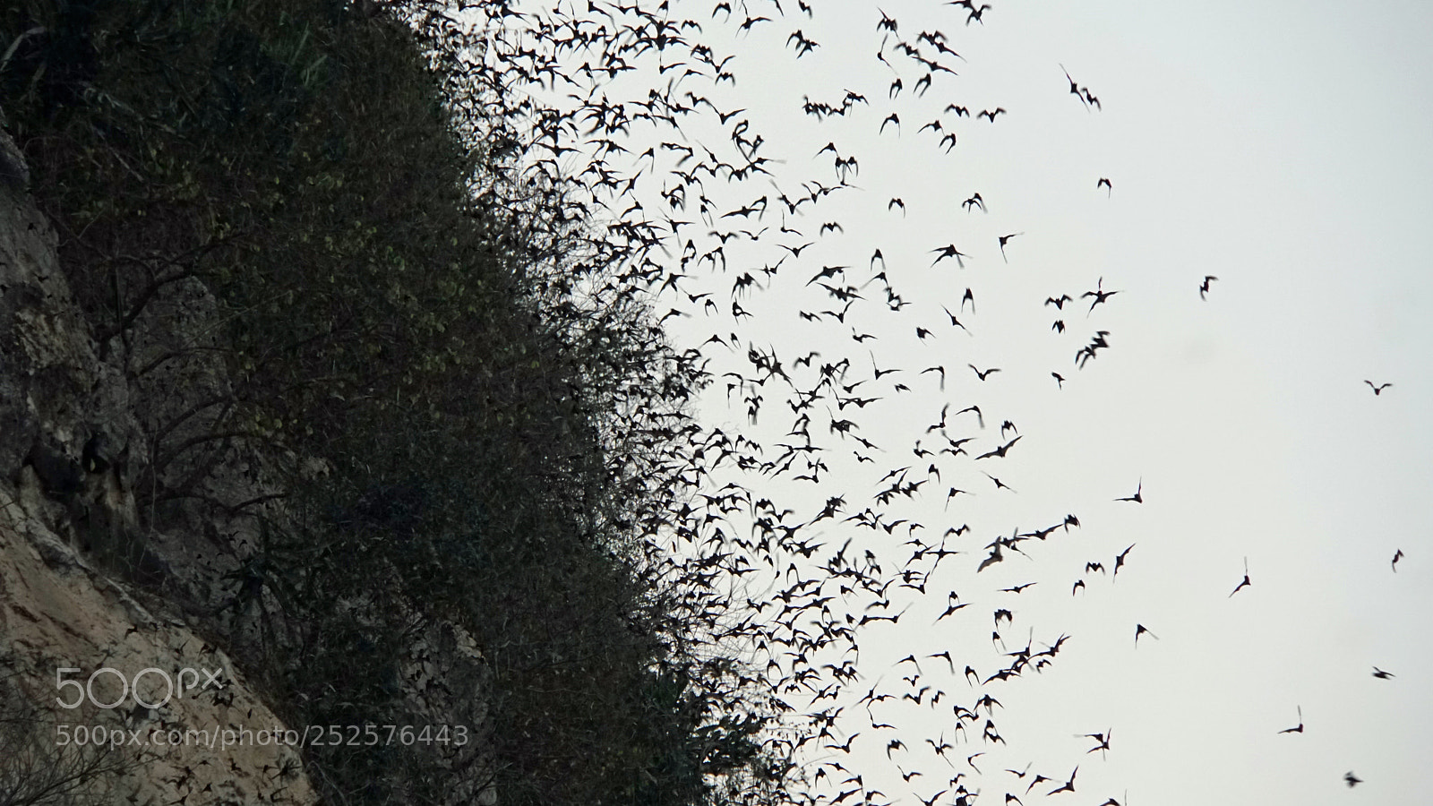 Sony a6000 sample photo. Bats flying out of photography