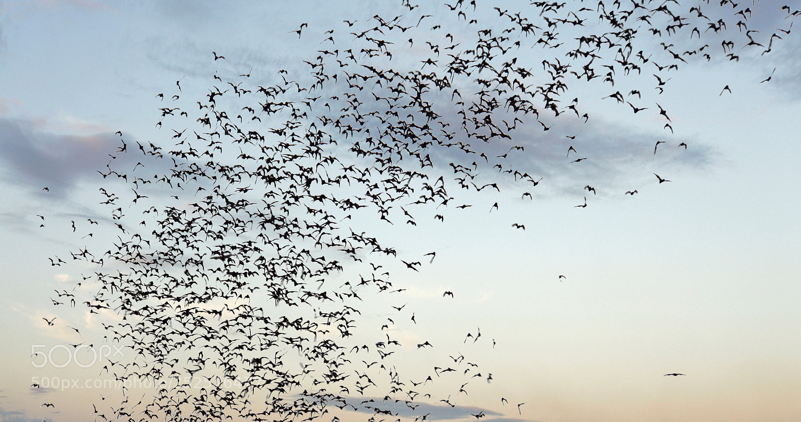 Sony a6000 sample photo. Bats flying out of photography