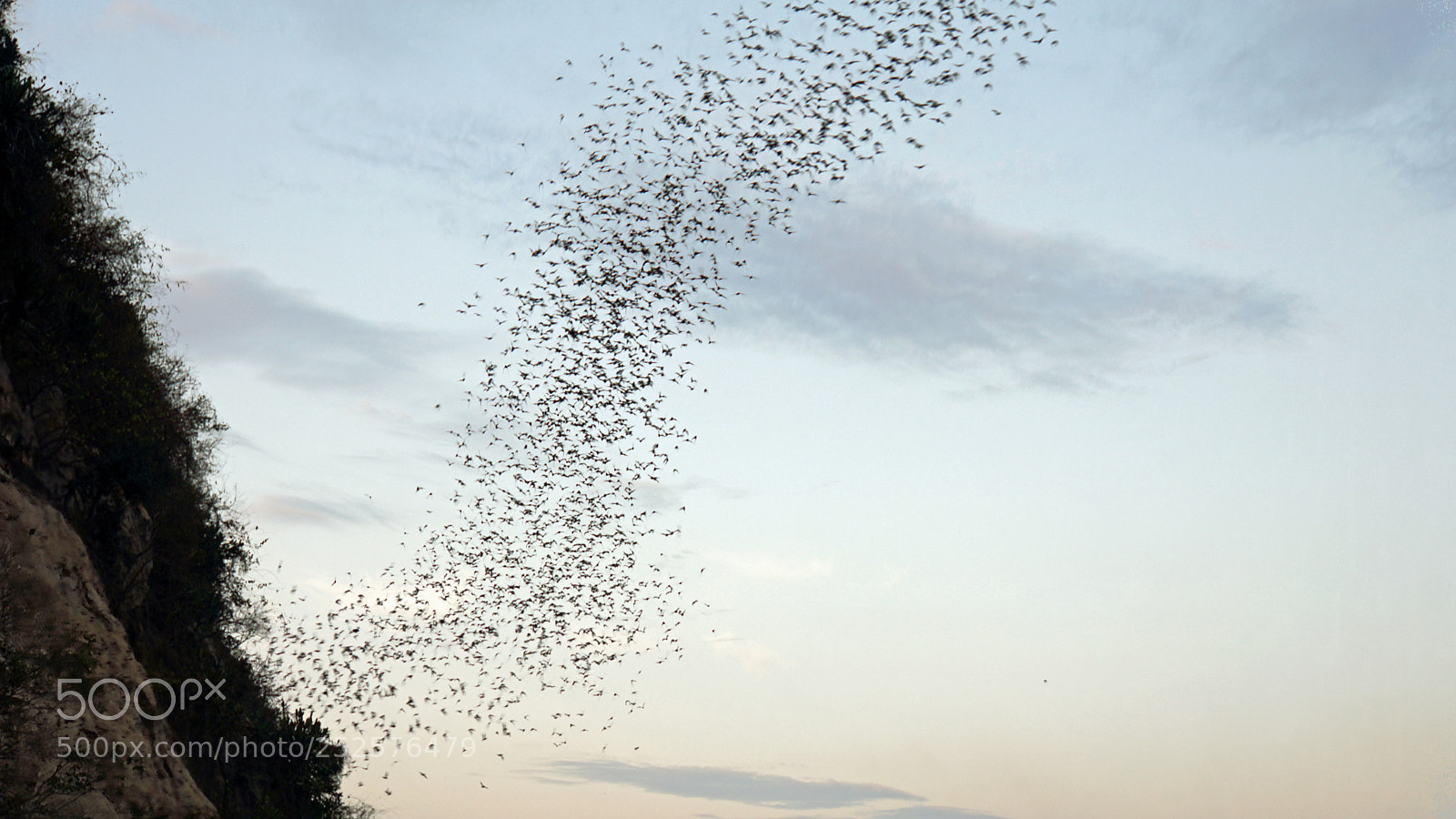 Sony a6000 sample photo. Bats flying out of photography
