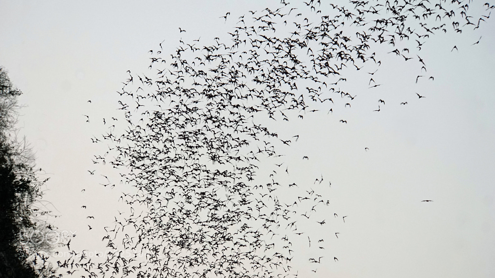 Sony a6000 sample photo. Bats flying out of photography
