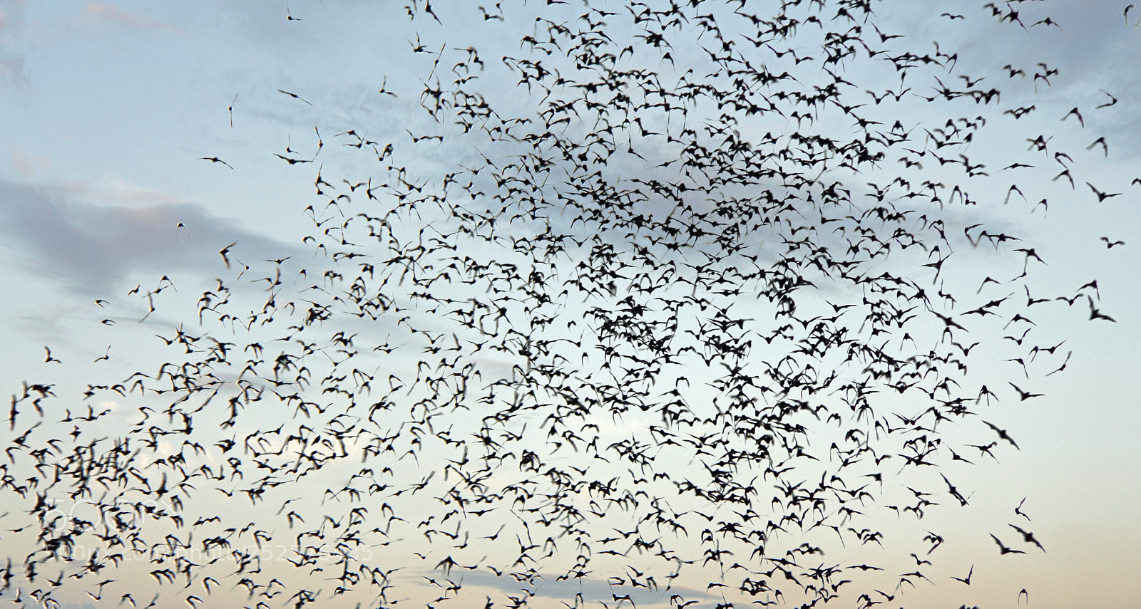 Sony a6000 sample photo. Bats flying out of photography