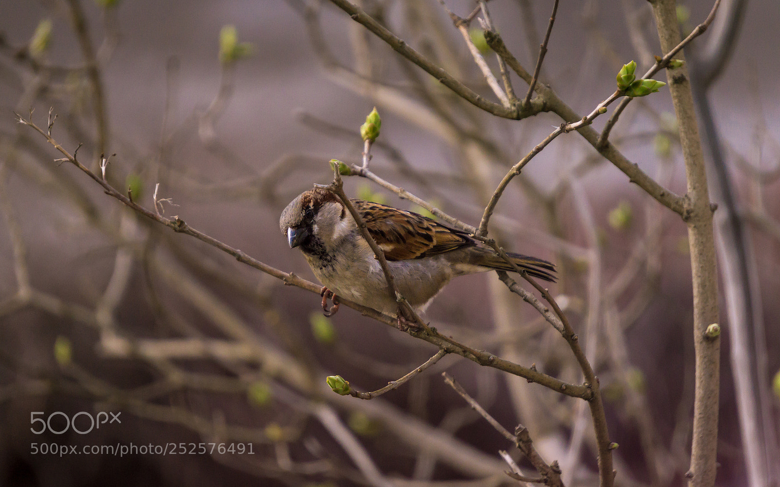 Sony a6000 sample photo. Spring photography