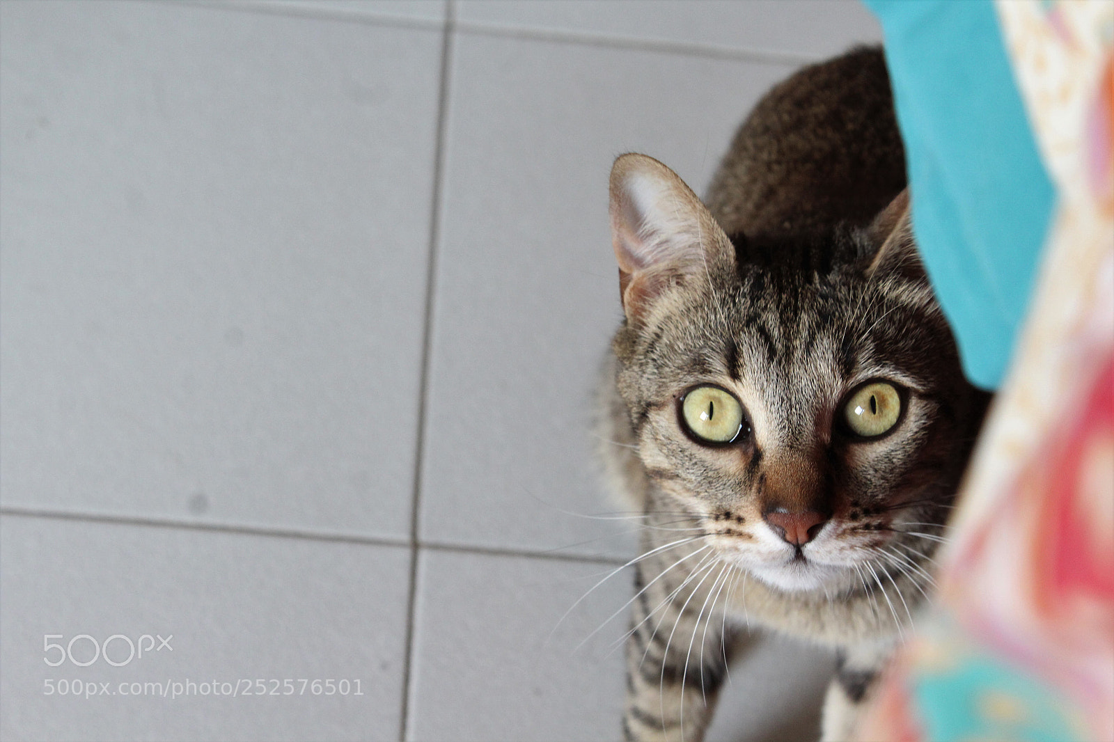 Canon EOS 1300D (EOS Rebel T6 / EOS Kiss X80) sample photo. Cats #1 photography
