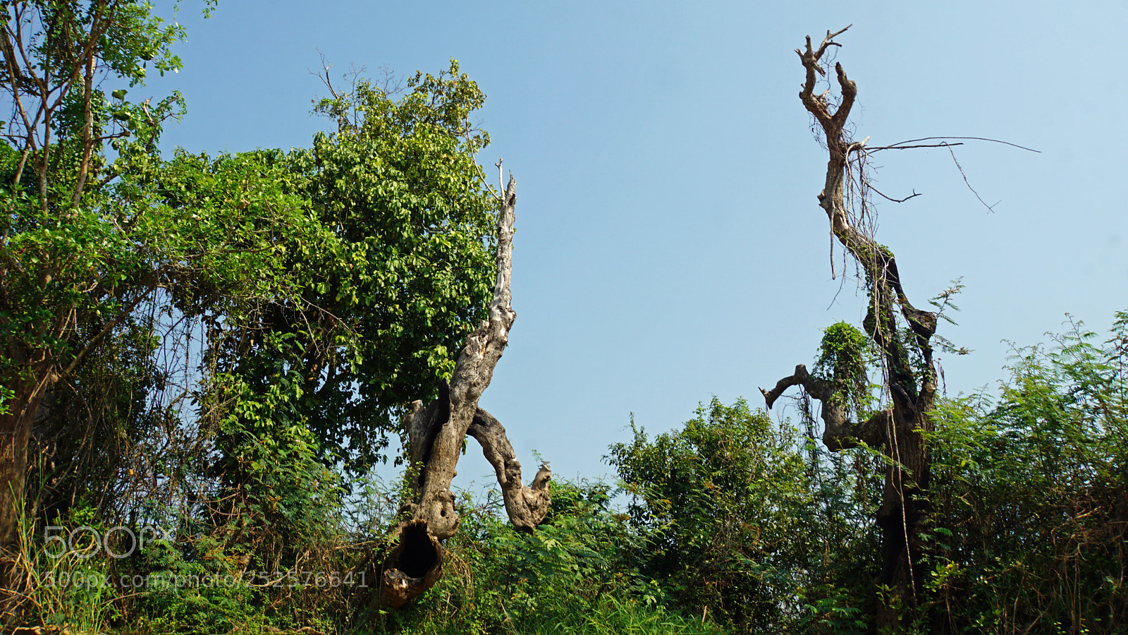 Sony a6000 sample photo. Wild tonle sap photography