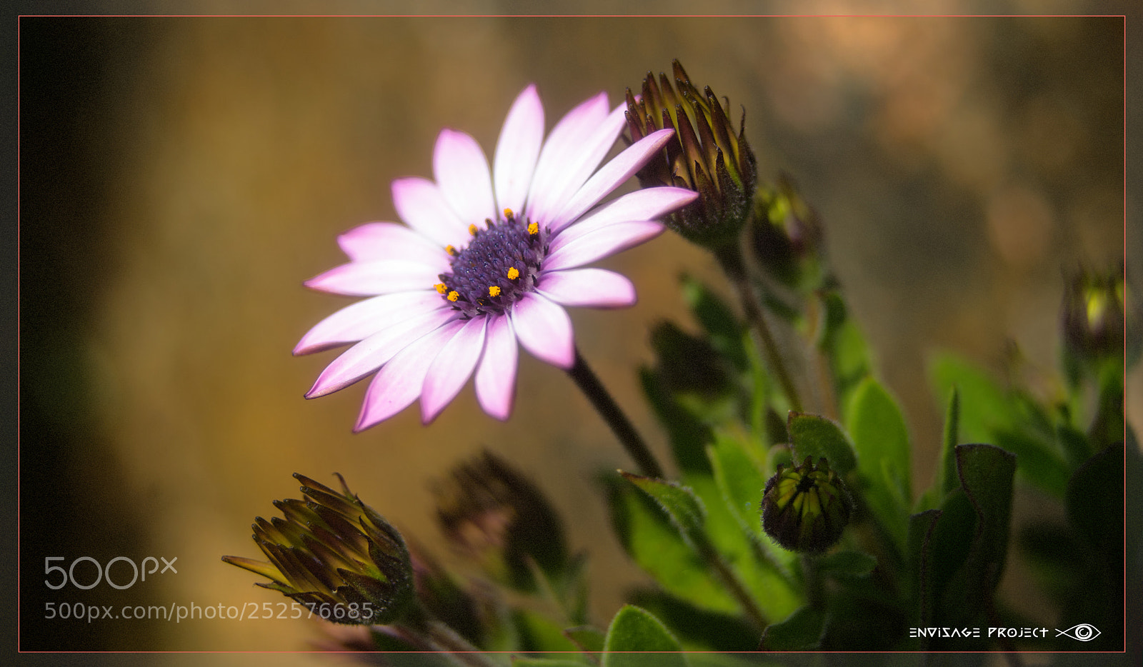 Sony a7R sample photo. Spring daisy photography