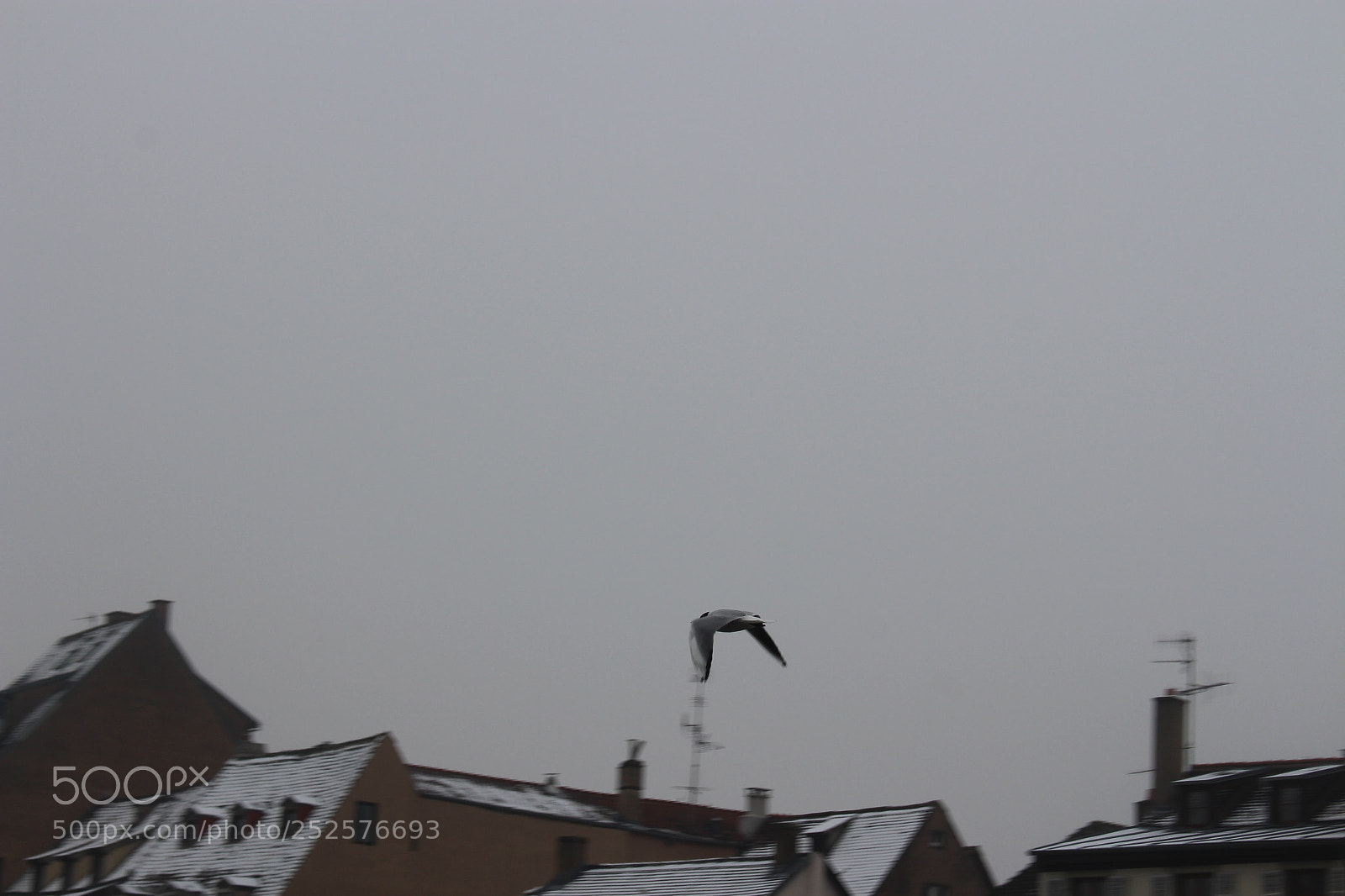 Canon EOS 700D (EOS Rebel T5i / EOS Kiss X7i) sample photo. Img photography