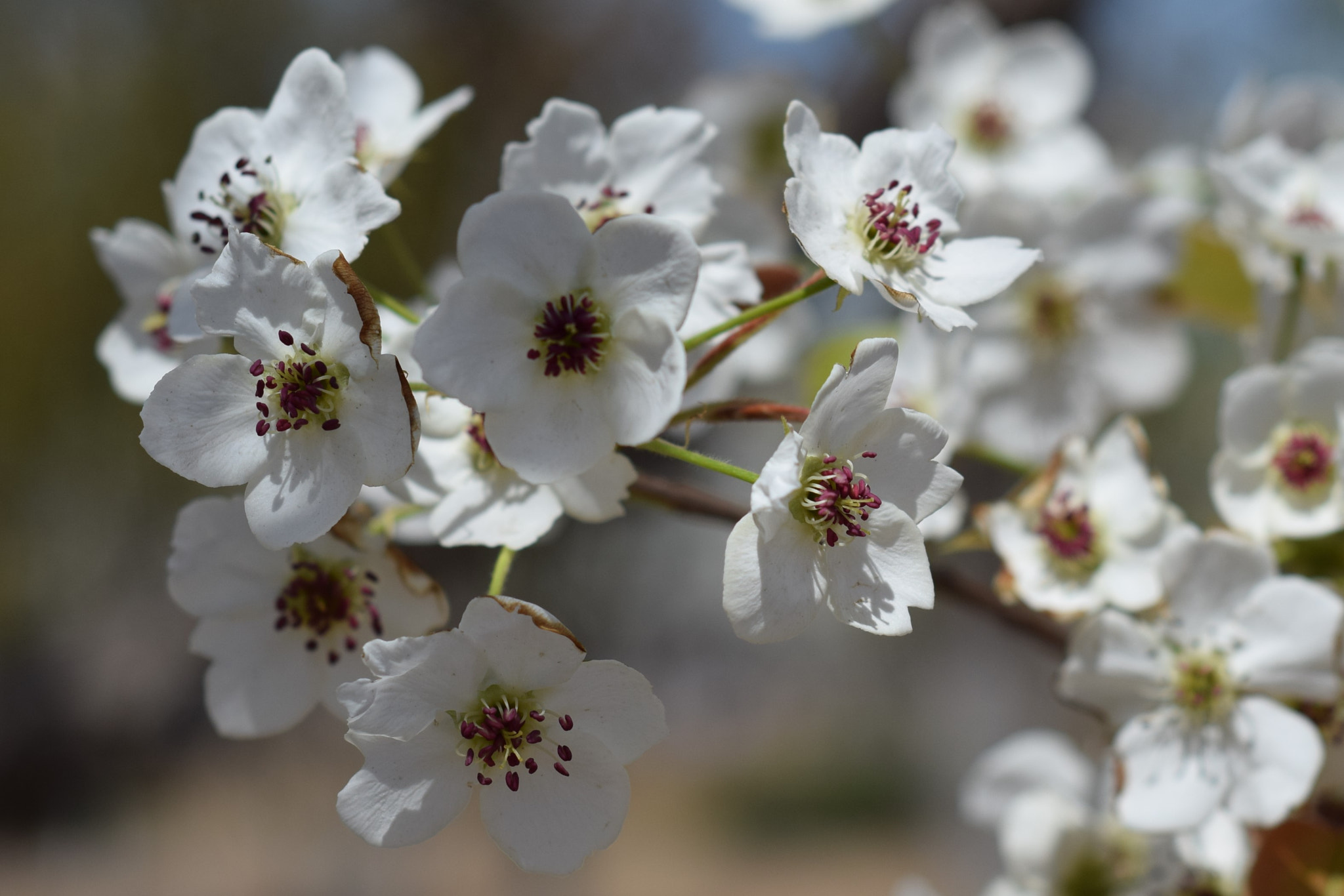 Nikon AF Nikkor 50mm F1.8D sample photo