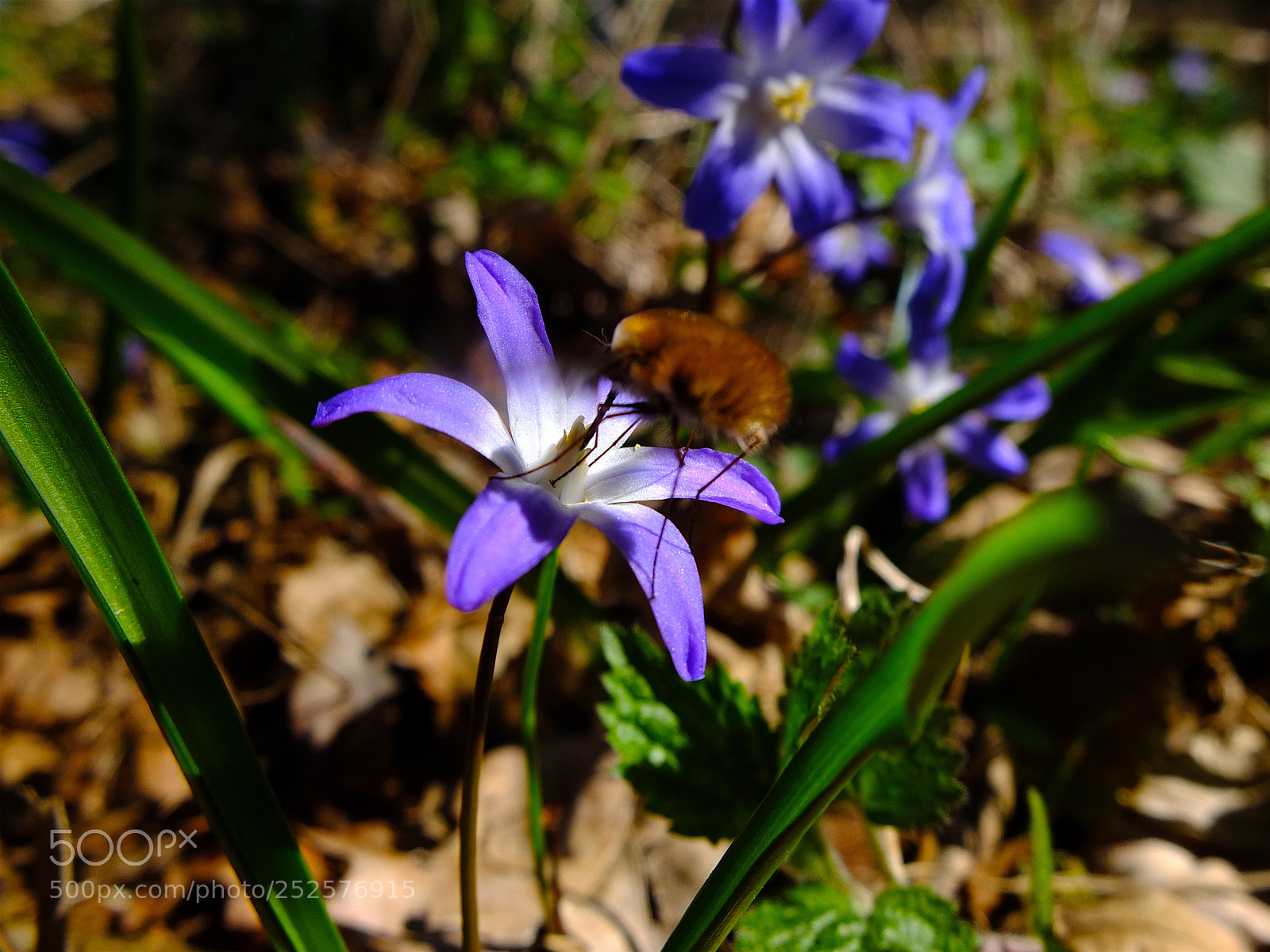 Fujifilm X10 sample photo. April microcosm photography