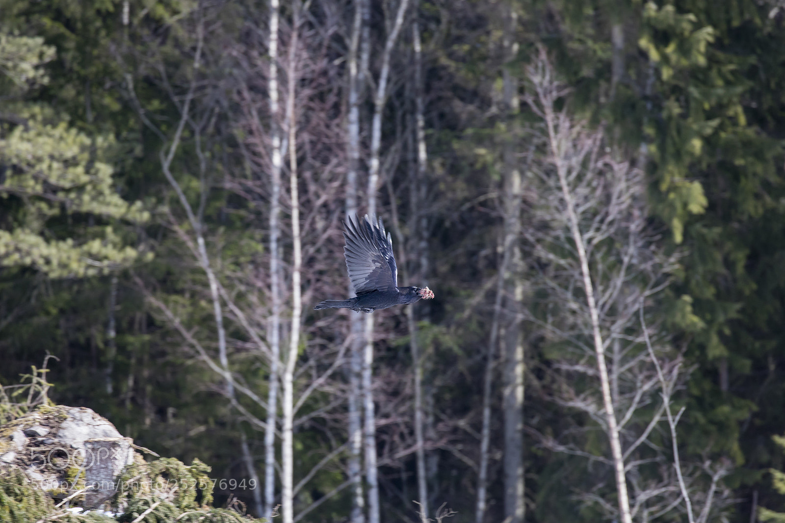 Canon EOS 5D Mark IV sample photo. Korpen flyger photography