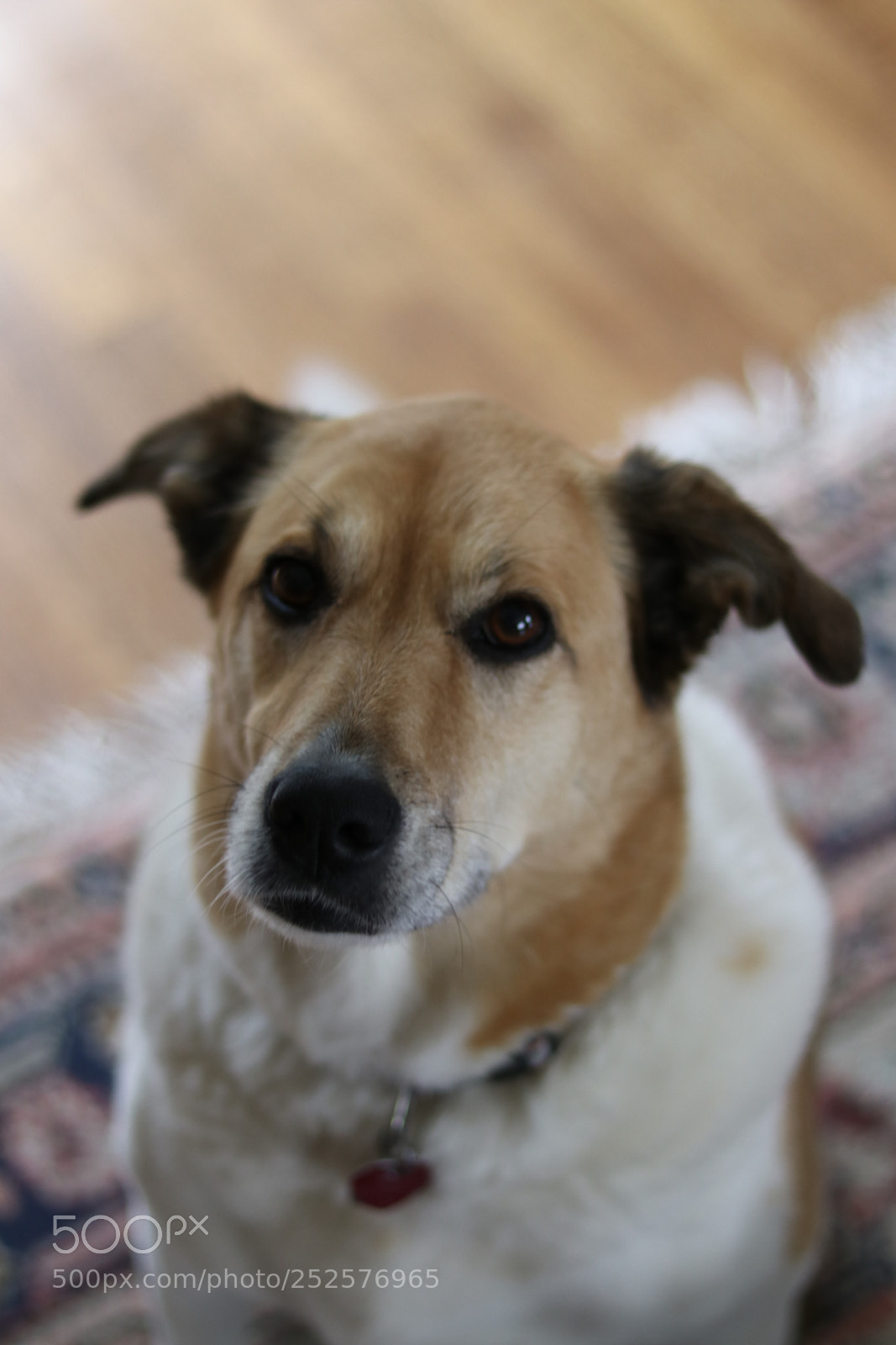 Canon EOS 80D + Canon EF 50mm F1.8 STM sample photo. Puppy photography
