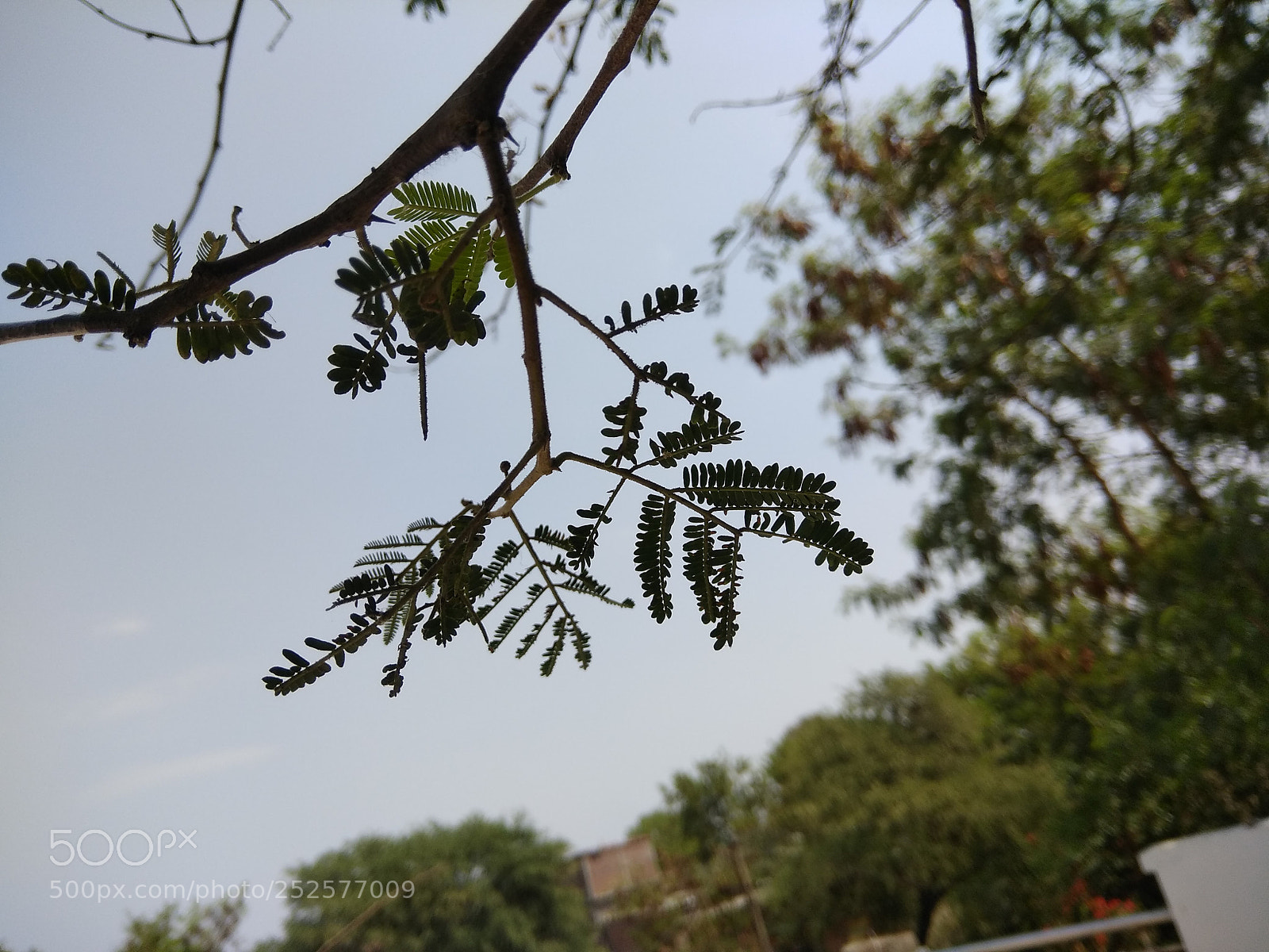 Xiaomi Redmi Note 4 sample photo. Untitled photography