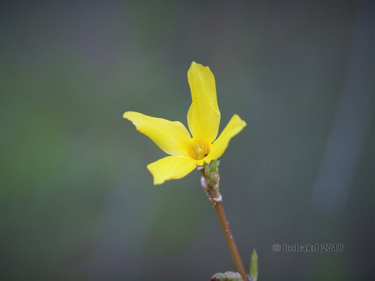 Olympus E-620 (EVOLT E-620) sample photo. Flower photography