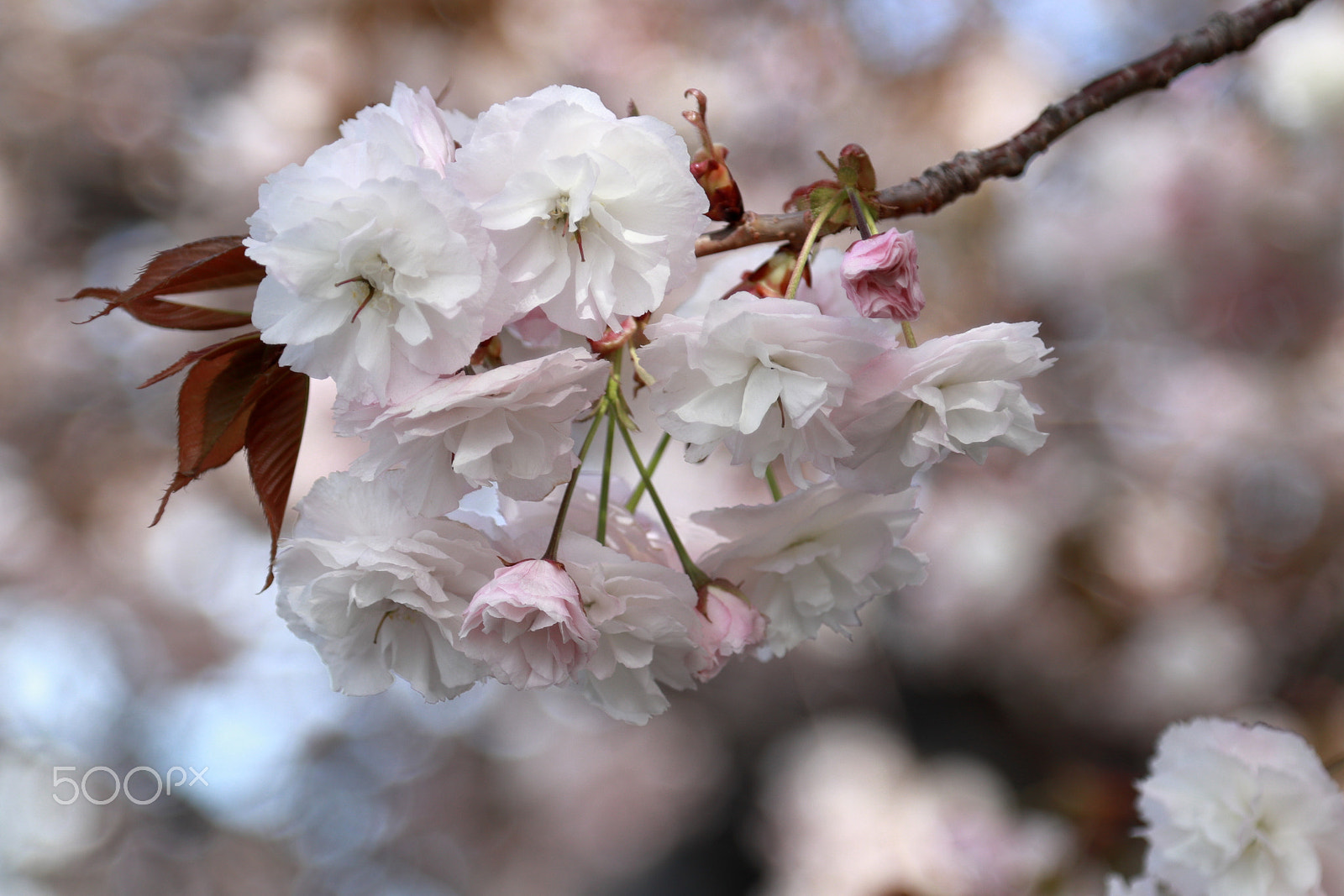 Canon EOS M5 + Canon EF 24-105mm F4L IS USM sample photo. Spring pink photography