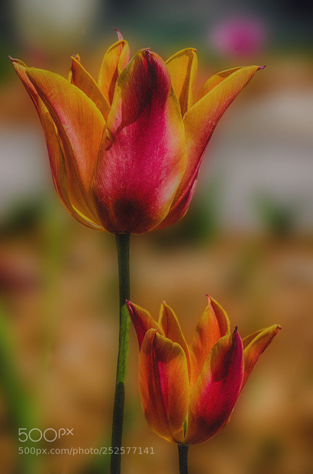 Nikon D7000 sample photo. Tulip flower photography