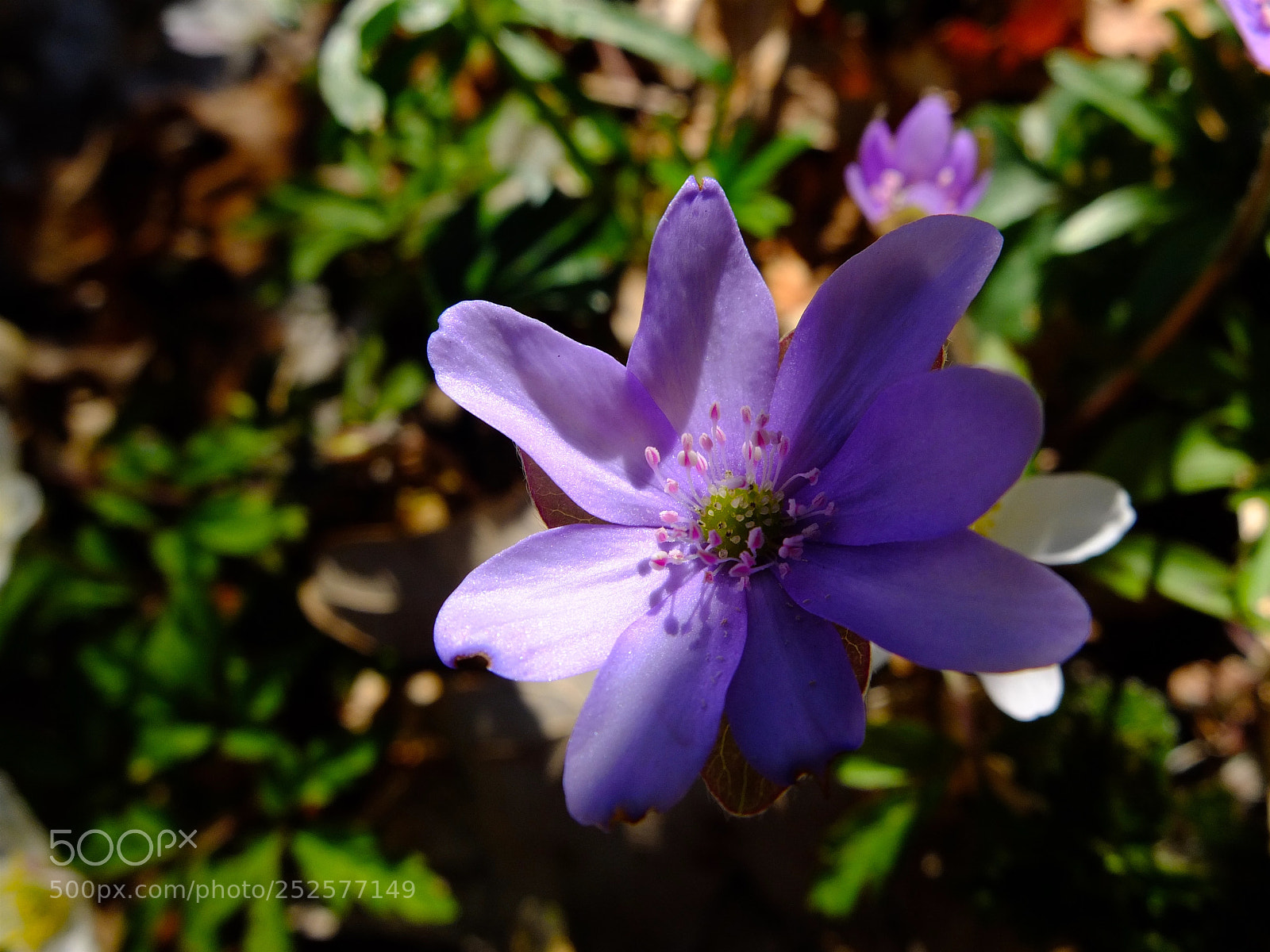Fujifilm X10 sample photo. April microcosm photography