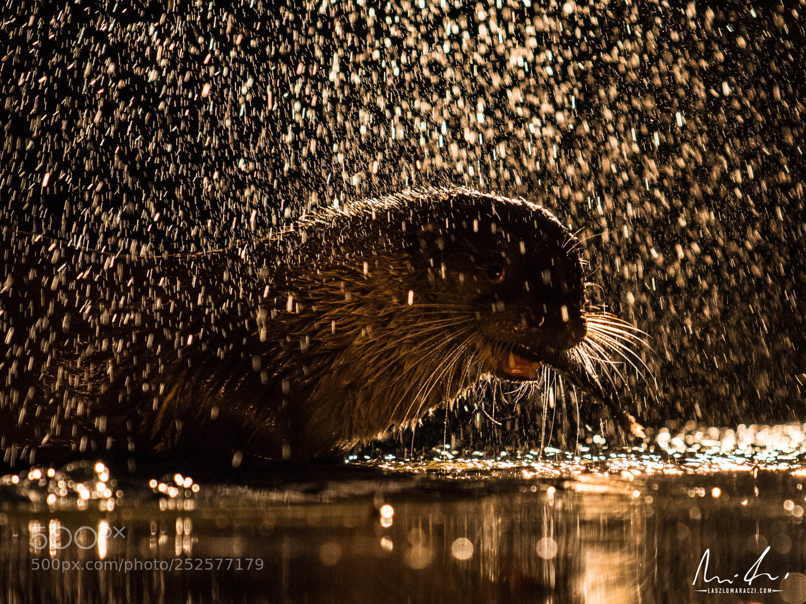 Nikon D7200 sample photo. Otter feeding photography