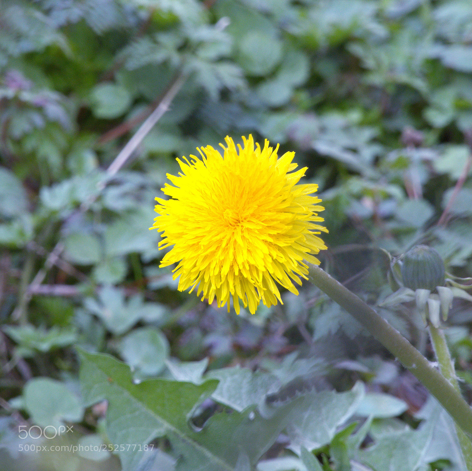 Panasonic Lumix DMC-FZ1000 sample photo. Fff () photography