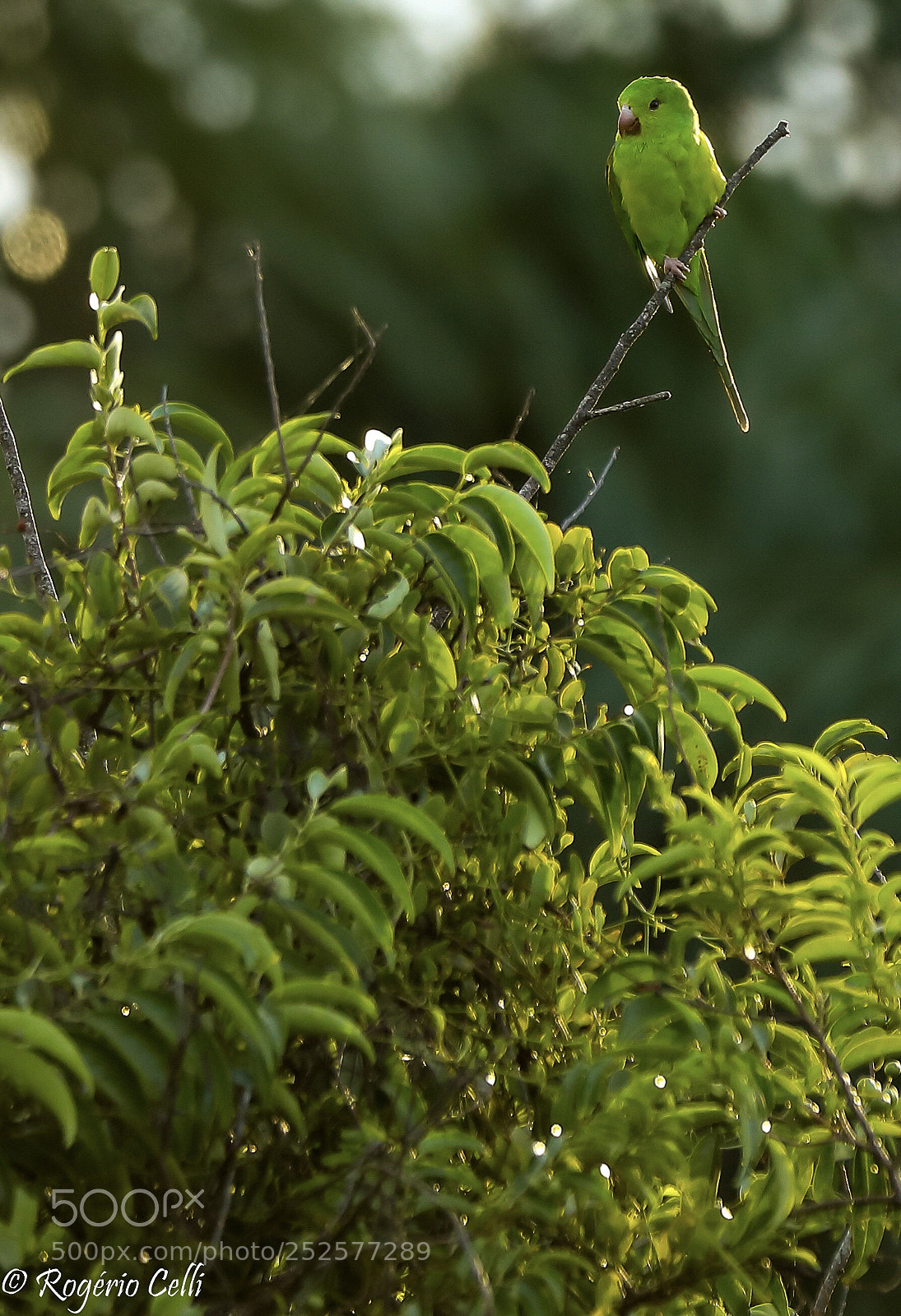 Canon EOS 5D Mark IV sample photo. Nature vibes | birds photography