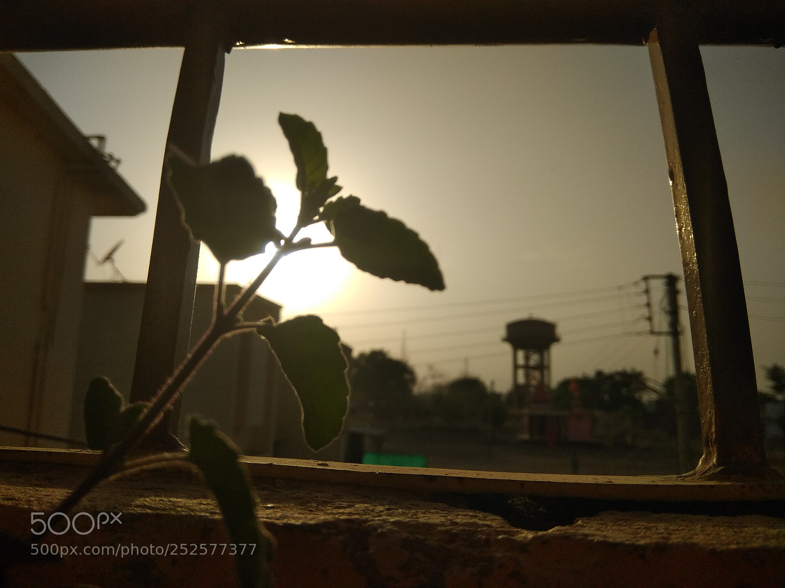 Xiaomi Redmi Note 4 sample photo. Tulsi ? photography