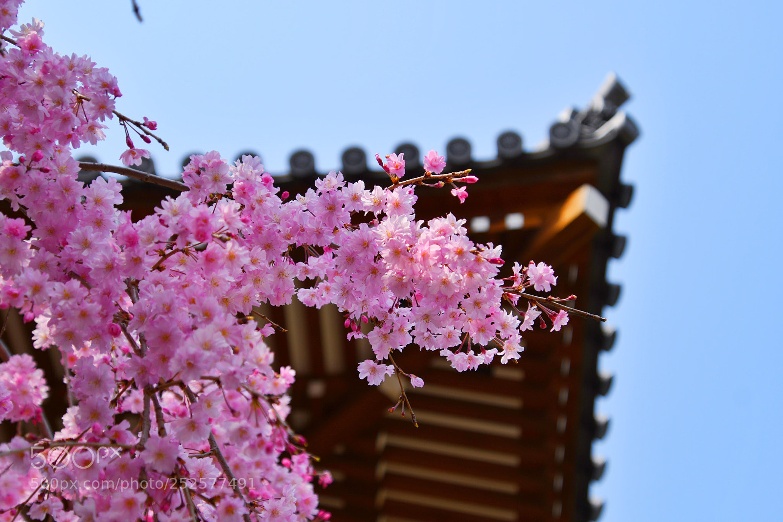 Nikon D500 sample photo. Sakura photography