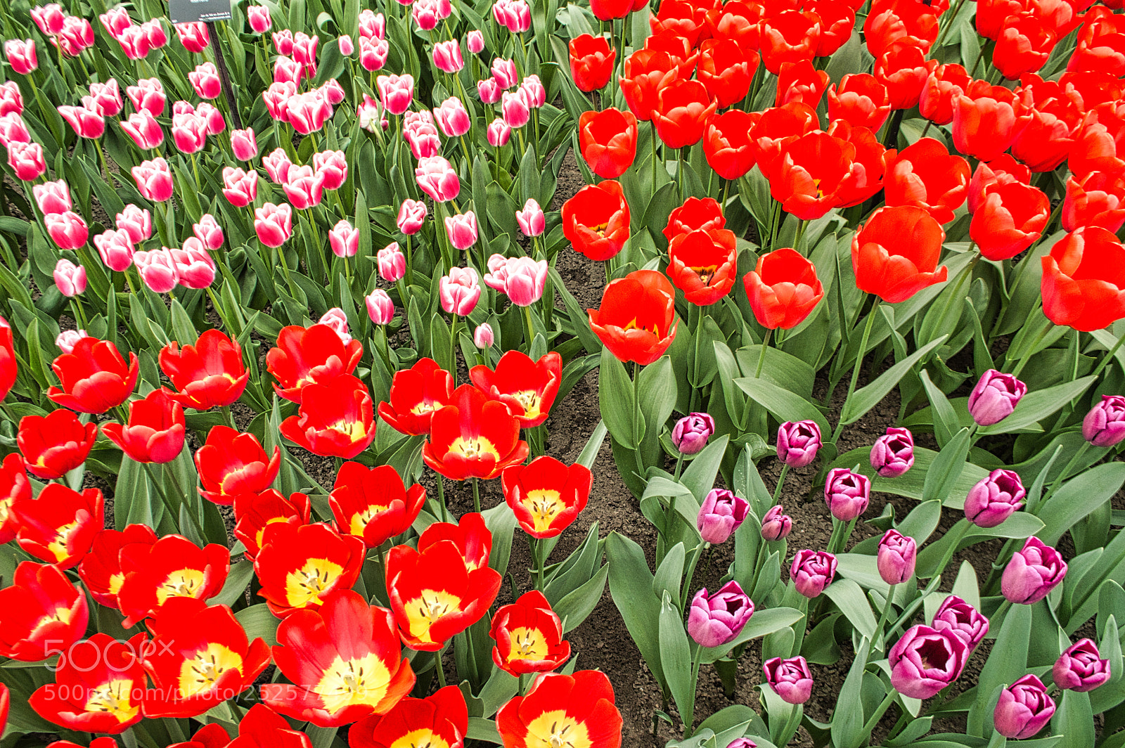 Nikon D3200 sample photo. Flowers photography