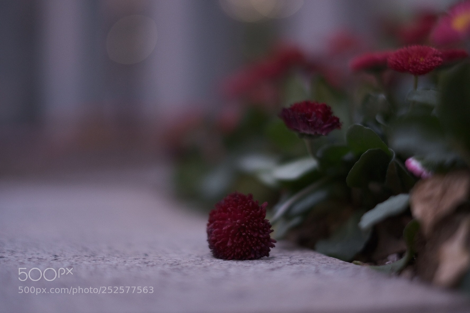 Fujifilm X-H1 sample photo. Falling photography