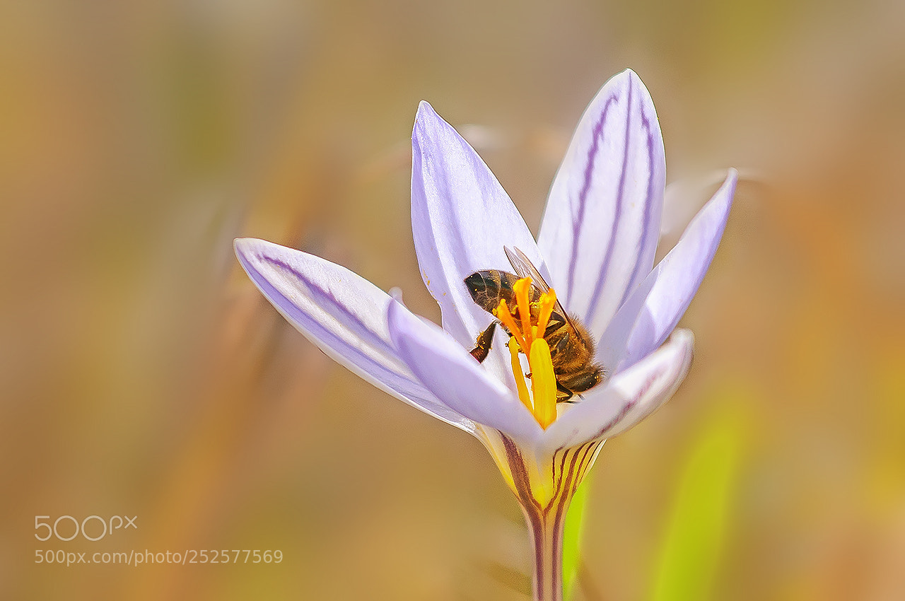 Nikon D300 sample photo. The bee on the photography