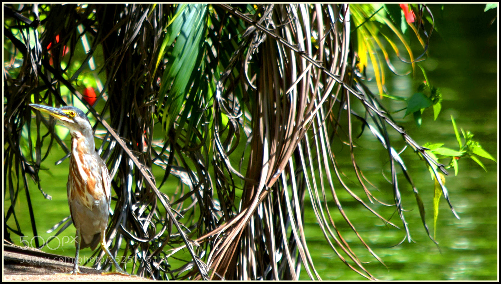 Nikon D5300 sample photo. "bonjuxuxu ... photography