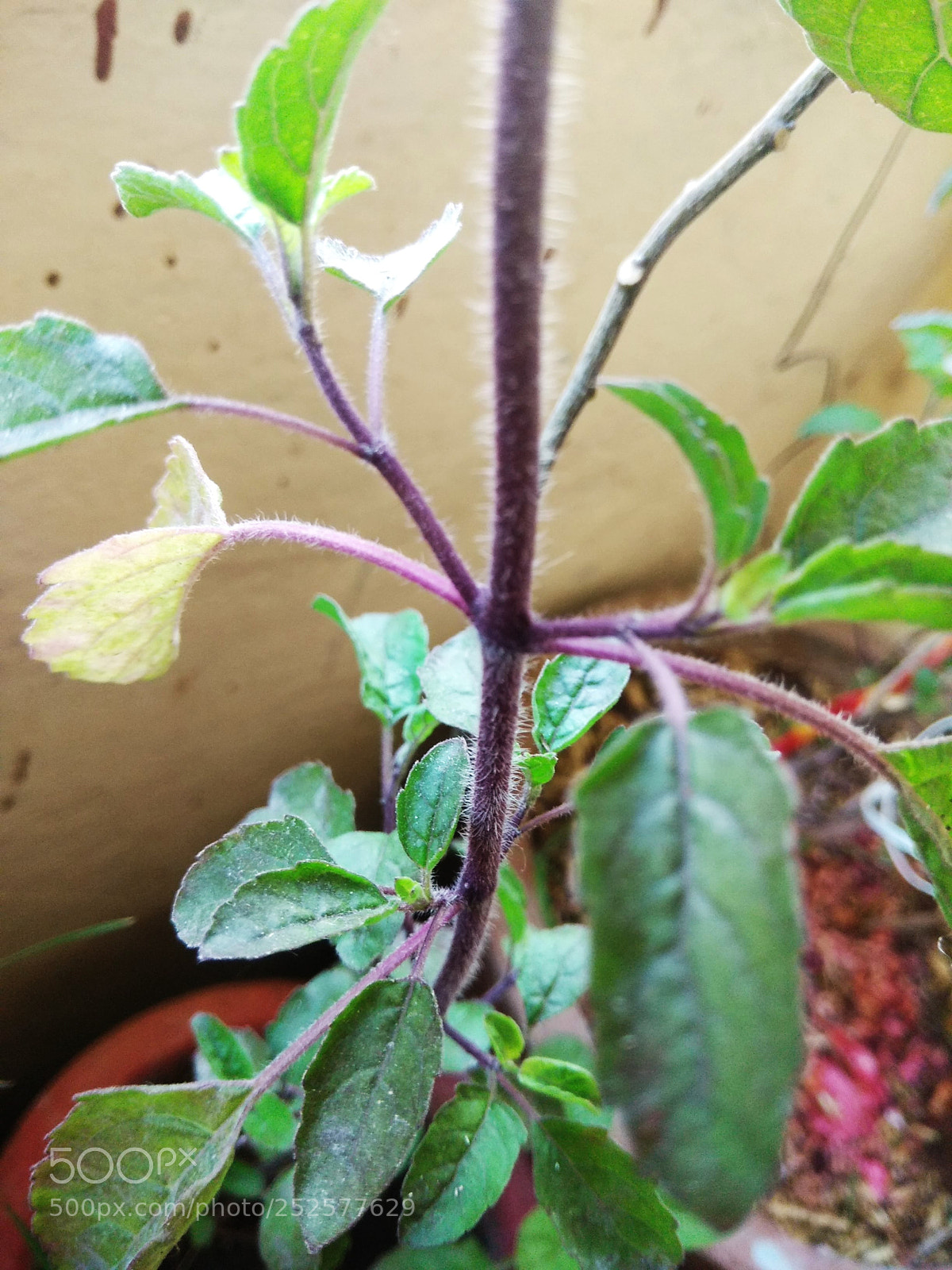 Xiaomi Redmi Note 4 sample photo. Tulsi photography