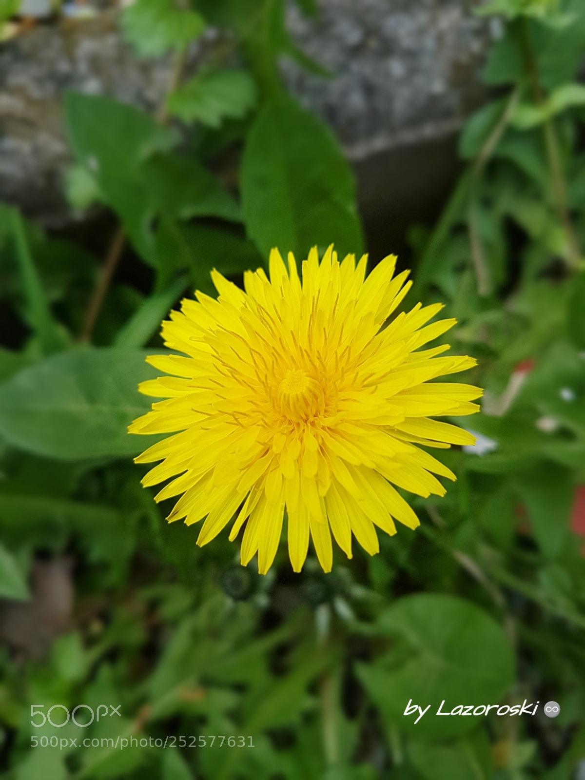 Samsung Galaxy S7 Edge sample photo. Untitled photography