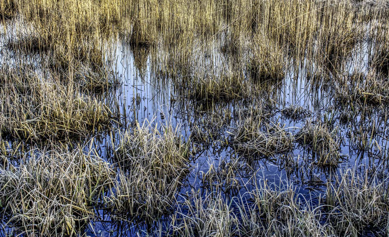 Nikon D7100 sample photo. Swamp1 photography
