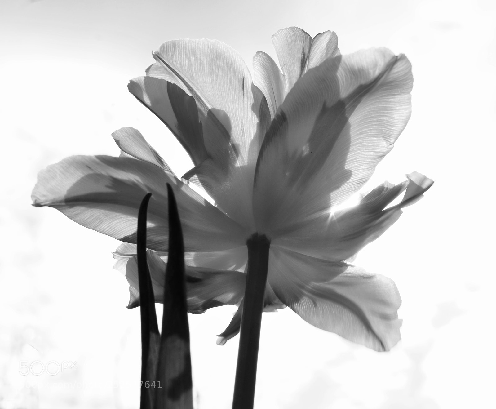 Sony Alpha DSLR-A390 sample photo. Tulip photography